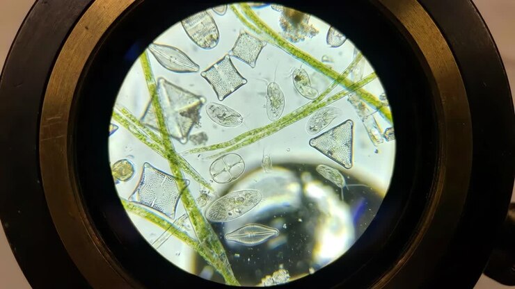 Microscopic Life Under a Microscope