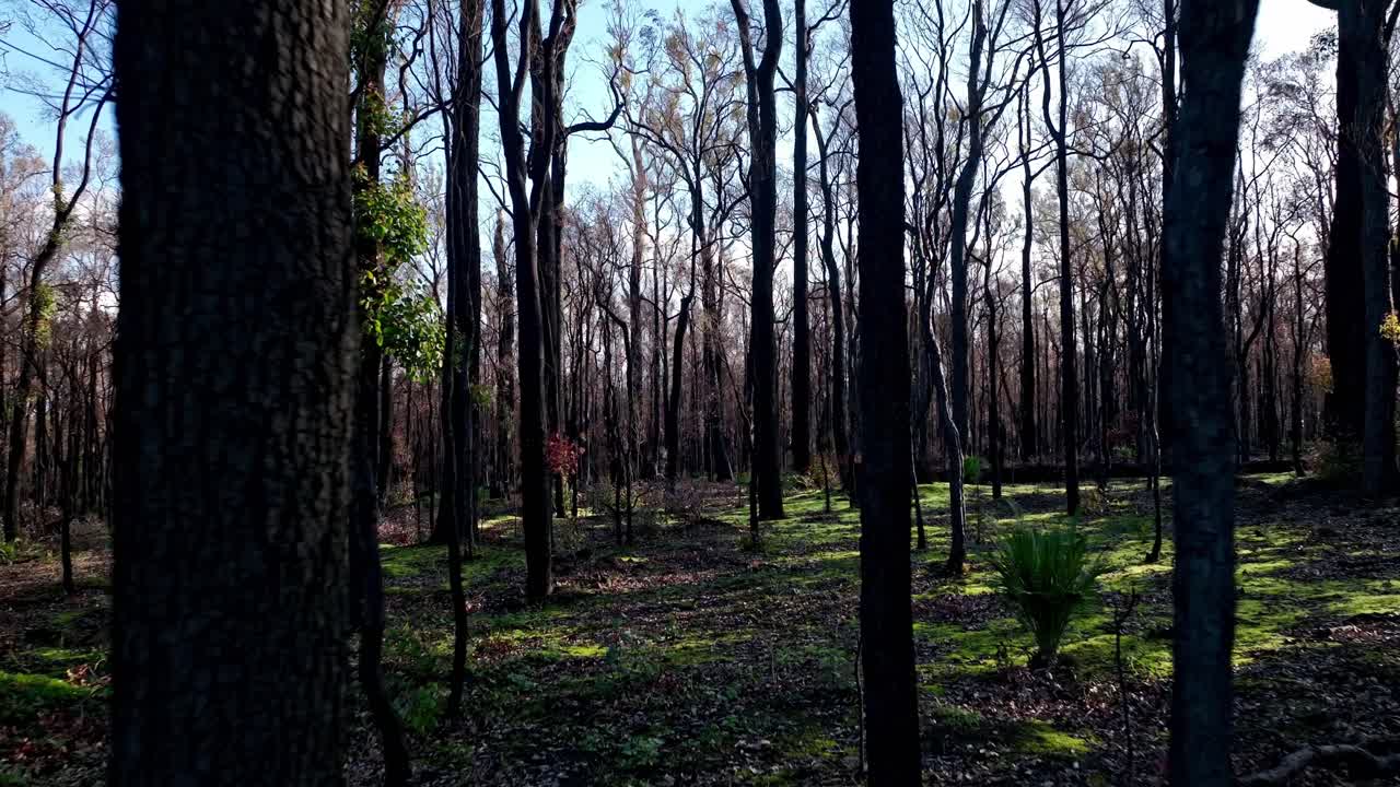 panorámica lenta a través de un hermoso y tranquilo bosque en el suroeste de australia