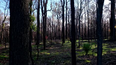 Panorámica-Lenta-A-Través-De-Un-Hermoso-Y-Tranquilo-Bosque-En-El-Suroeste-De-Australia