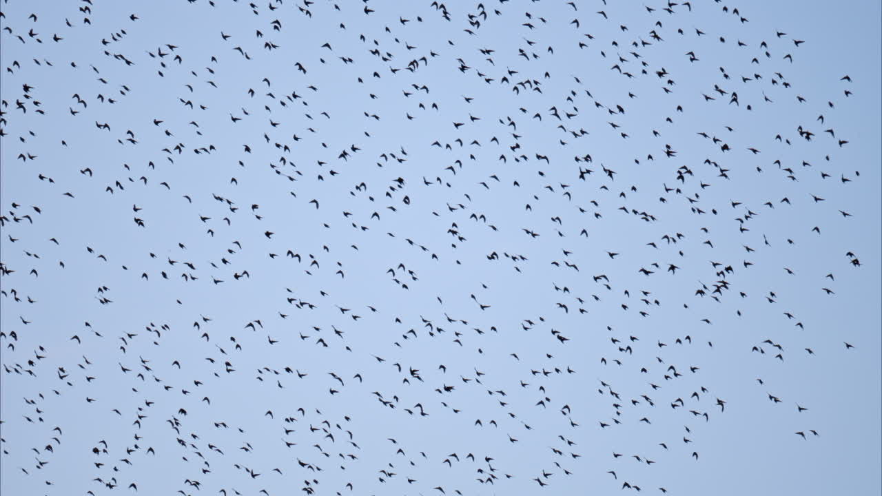 View of a horde of crows flying on a blue sky on the background