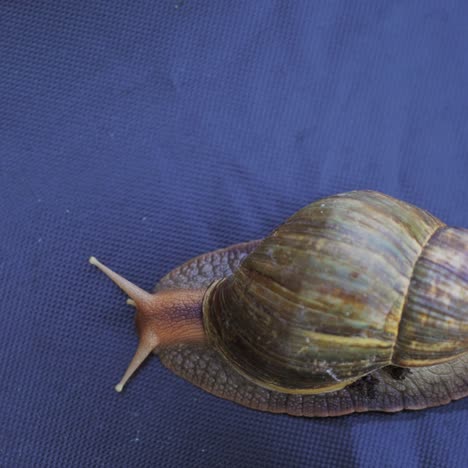 shellfish, snail by closeup. achatina fulica snail creeps