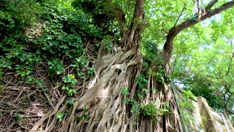 banyan tree roots intertwine with stone wall