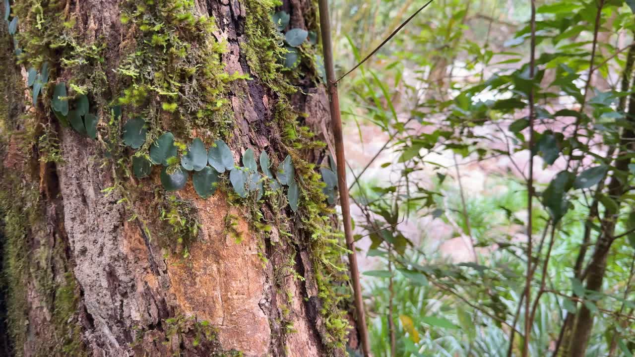 Close-up of moss-covered tree trunk with vibrant foliage in a serene rainforest setting. Natural lighting enhances the rich textures and colors