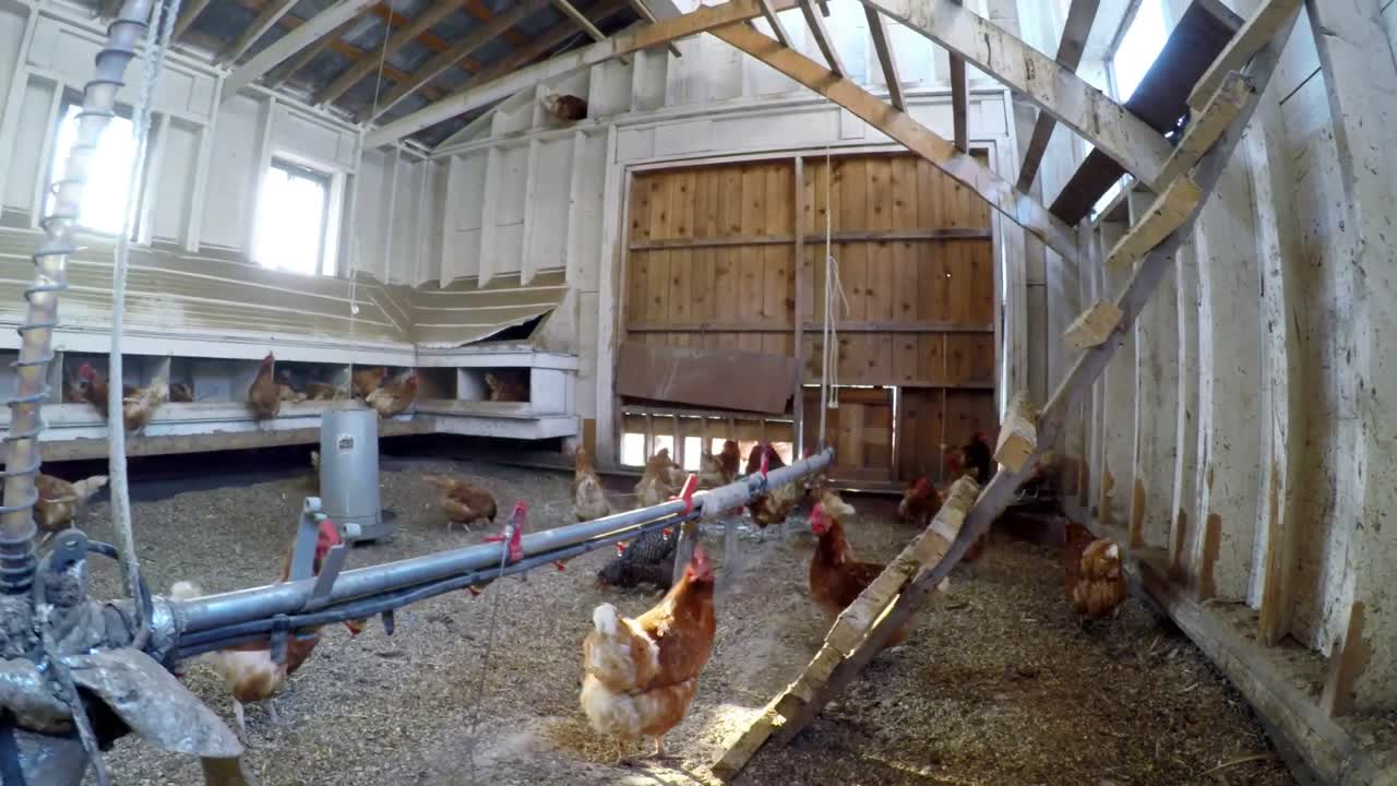 Poule pâturant dans le poulailler 4K