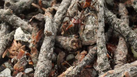 wild ant hill in the forest super macro close-up shot