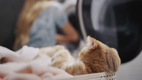 a cute pet is resting in a laundry basket near the hostess who is doing laundry