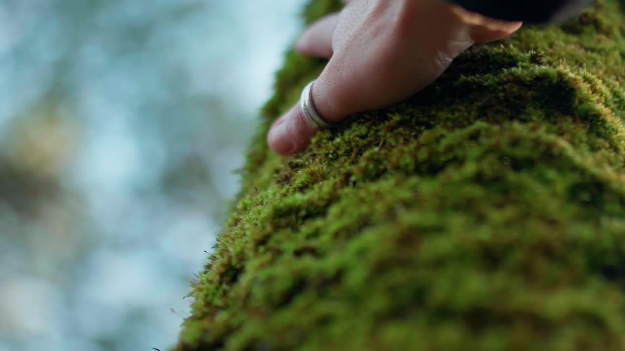 Nature, forest, tactile concept. Slow motion close-up of a hand gently touching green moss on a tree trunk, emphasizing texture and a connection with the natural environment in the woods
