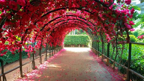 a walkway covered in red flowers in a garden