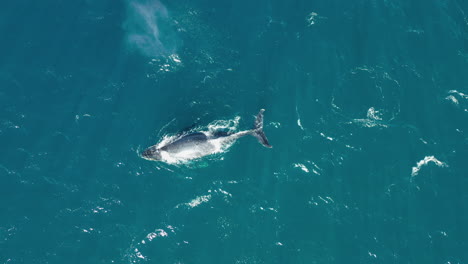 single humpback whale swimming and spouting in open ocean, aerial top down