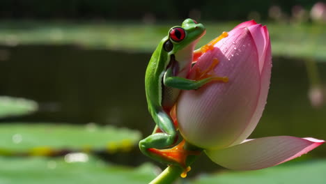red-eyed tree frog on a pink lotus bud