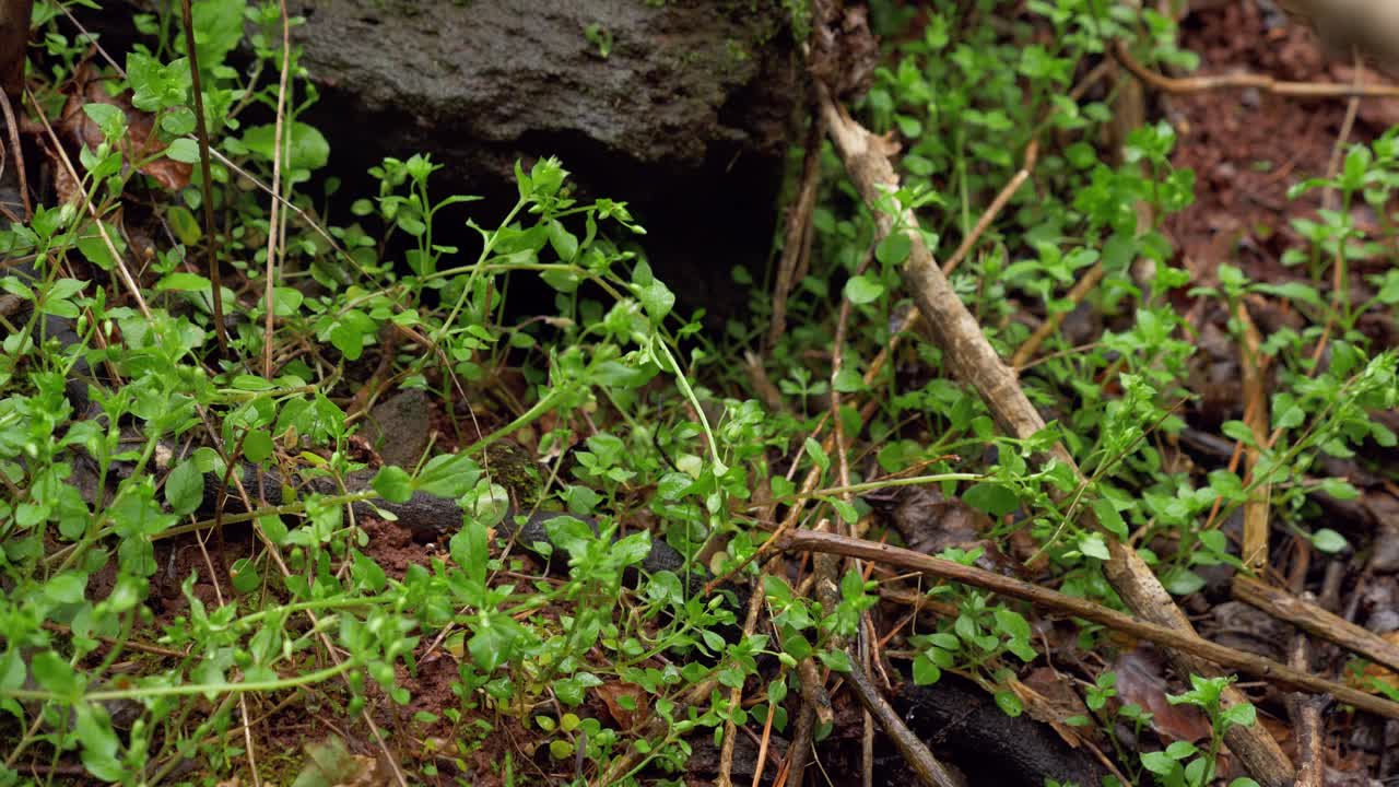 la mano recoge el hongo morel y corta el fondo con un cuchillo, día, cierre