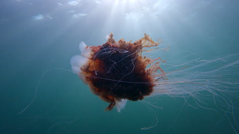 Löwenmähnenquallen-Schwimmen-In-Zeitlupe-Während-Eines-Tauchgangs-In-Percé,-Quebec