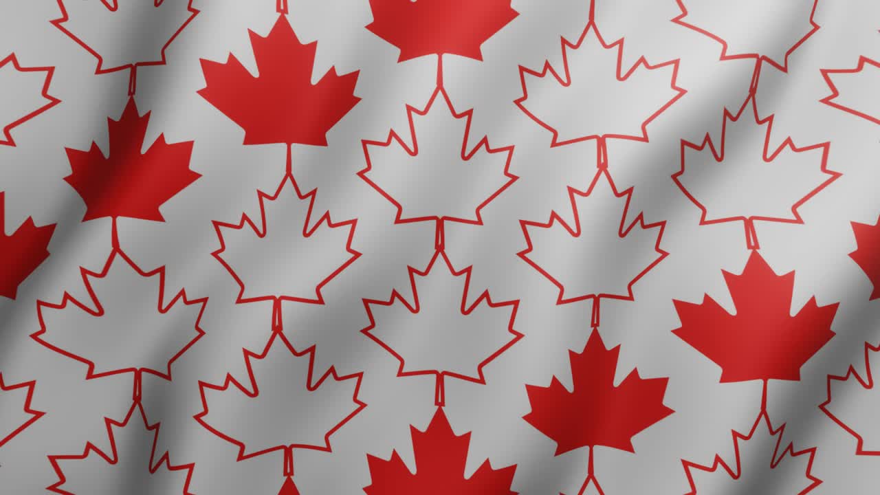 hojas de arce rojo canadiense en una superficie blanca. movimiento geométrico bucle sin costuras fondo animado