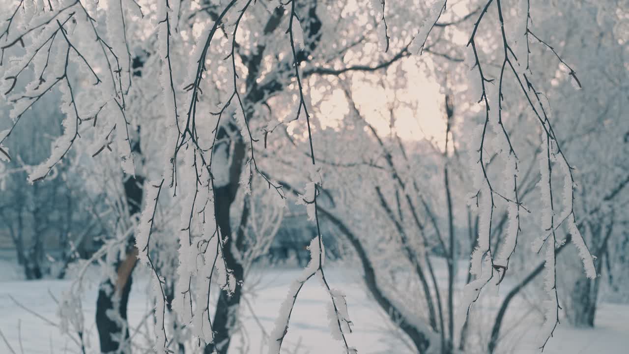 hvit rimfrost på tynne greiner i vinterpark, nærbilde