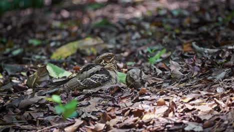 pájaro nocturno de cola grande durmiendo en el suelo del bosque