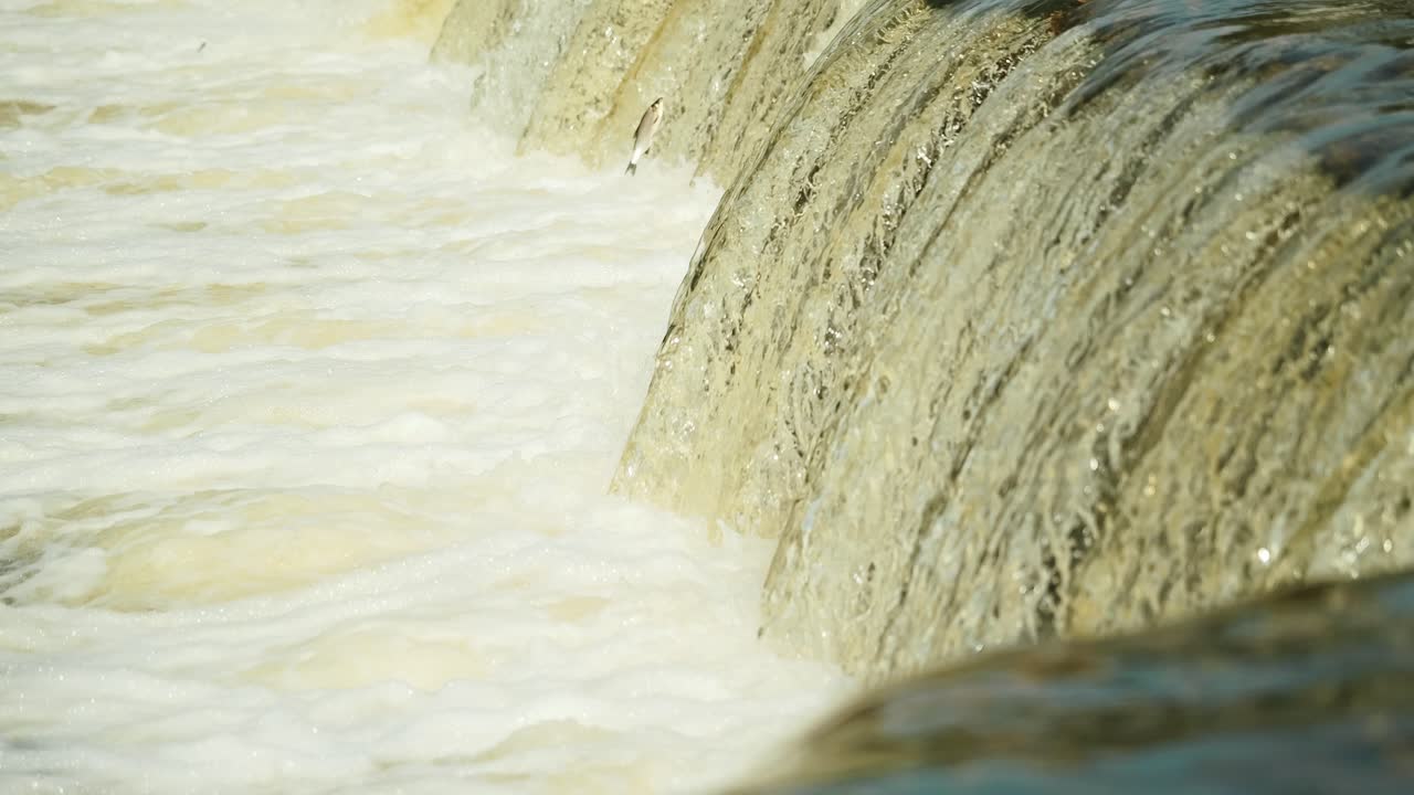 Latvian river fish soar upstream over Ventas Rumba in rare springtime phenomenon