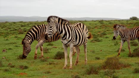 Zebras-Laufen-In-Zeitlupe-Durch-Die-Herde-Und-Vereinen-Sich-Wieder-Mit-Ihrer-Familie