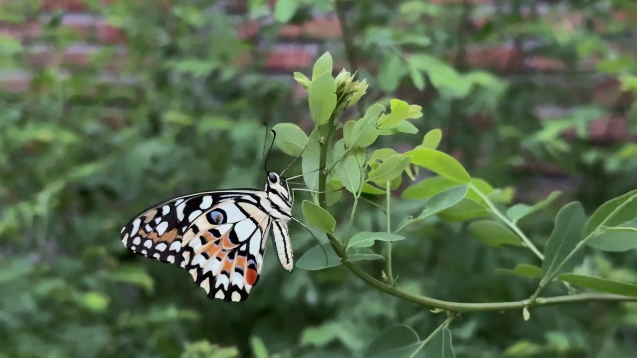 Bella farfalla posata su una foglia verde.