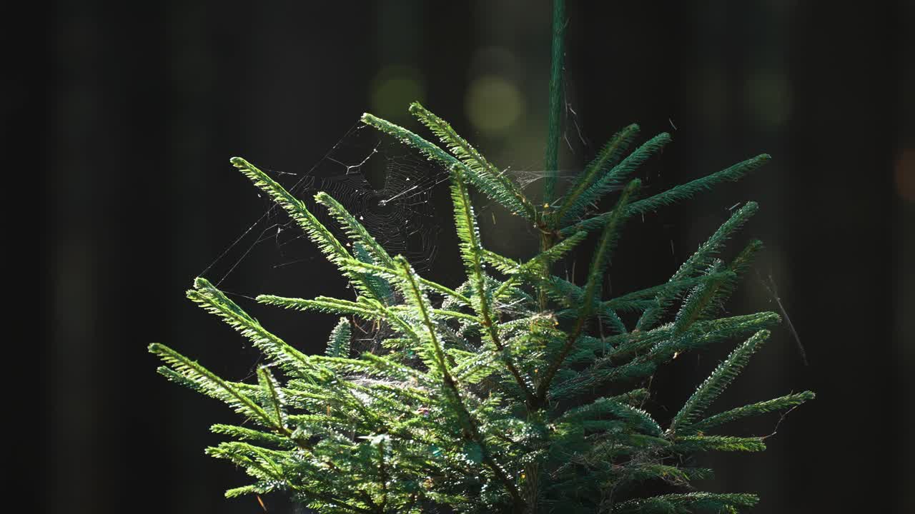 A tangle of spiderwebs on the young pine tree backlit by the morning sun