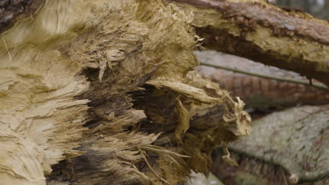 freshly cut tree logs stacked in a felling site - close-up