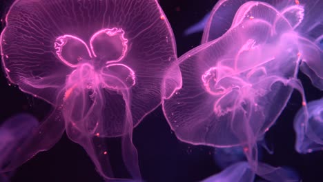 4k 30fps rgb floating colourful jelly fish in aquarium.