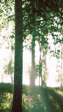 a view of a birch tree forest