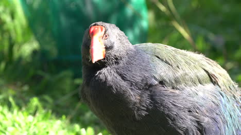 a rare takahe bird in new zealand