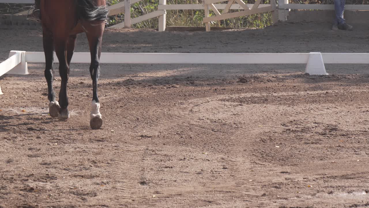 primer plano de las piernas de un caballo de pura sangre durante una competencia ecuestre