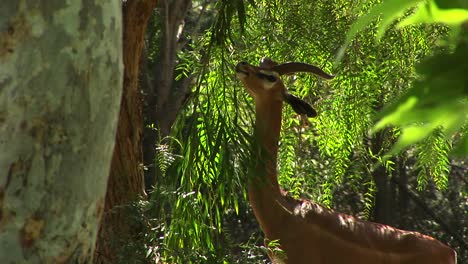 Mittlere-Aufnahme-Einer-Gazelle,-Die-Die-Blätter-Eines-Baumes-Frisst