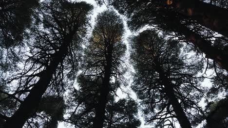 cedar trees view from below, in algeria - chrea