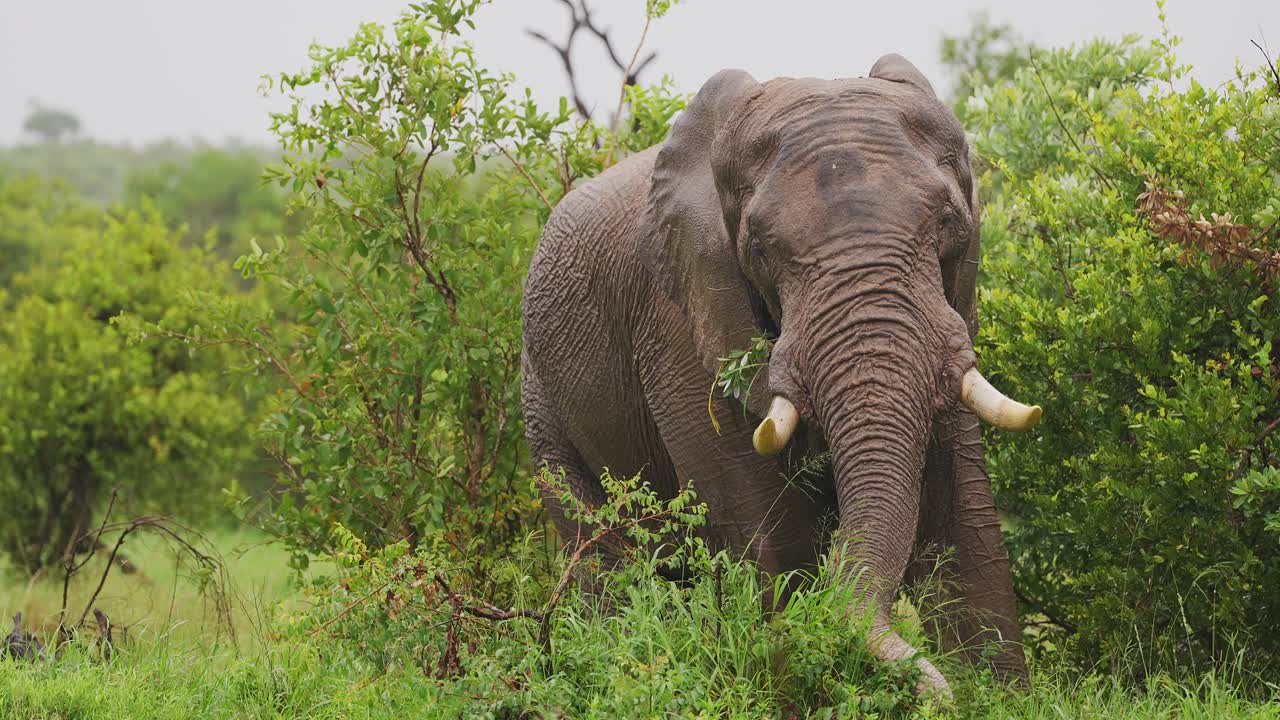 enorme elefante africano pastando en la lluvia, cámara lenta, disparo medio