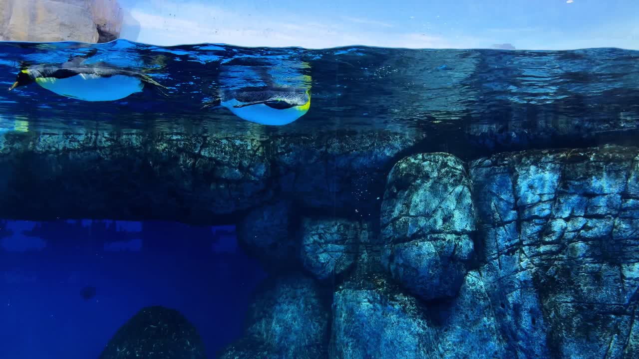 Penguins swim gracefully underwater near rocky formations in a vibrant aquarium setting