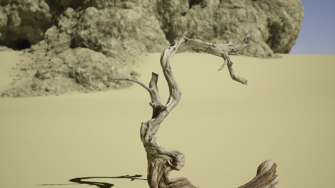Unique twisted tree branch in sandy desert landscape with rocky formations