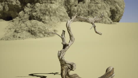 unique twisted tree branch in sandy desert landscape with rocky formations