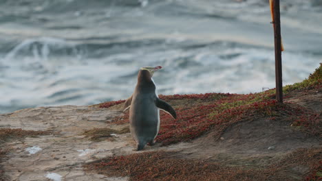 Blick-Auf-Einen-Gelbaugenpinguin-In-Der-Klippe-Von-Katiki-Point-In-Neuseeland-Bei-Sonnenaufgang