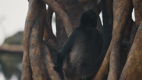 Nahaufnahme-Eines-Zentralamerikanischen-Klammeraffen,-Der-In-Verschlungenen-Ästen-Im-Wald-Sitzt