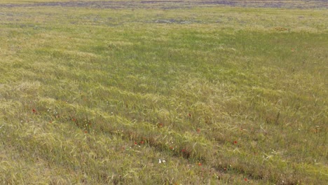el vuelo retrocede sobre un campo de trigo donde comienza a tomar su color dorado en los picos y agrupaciones de flores violetas aparecen en el fondo creando un espectacular paisaje primaveral.