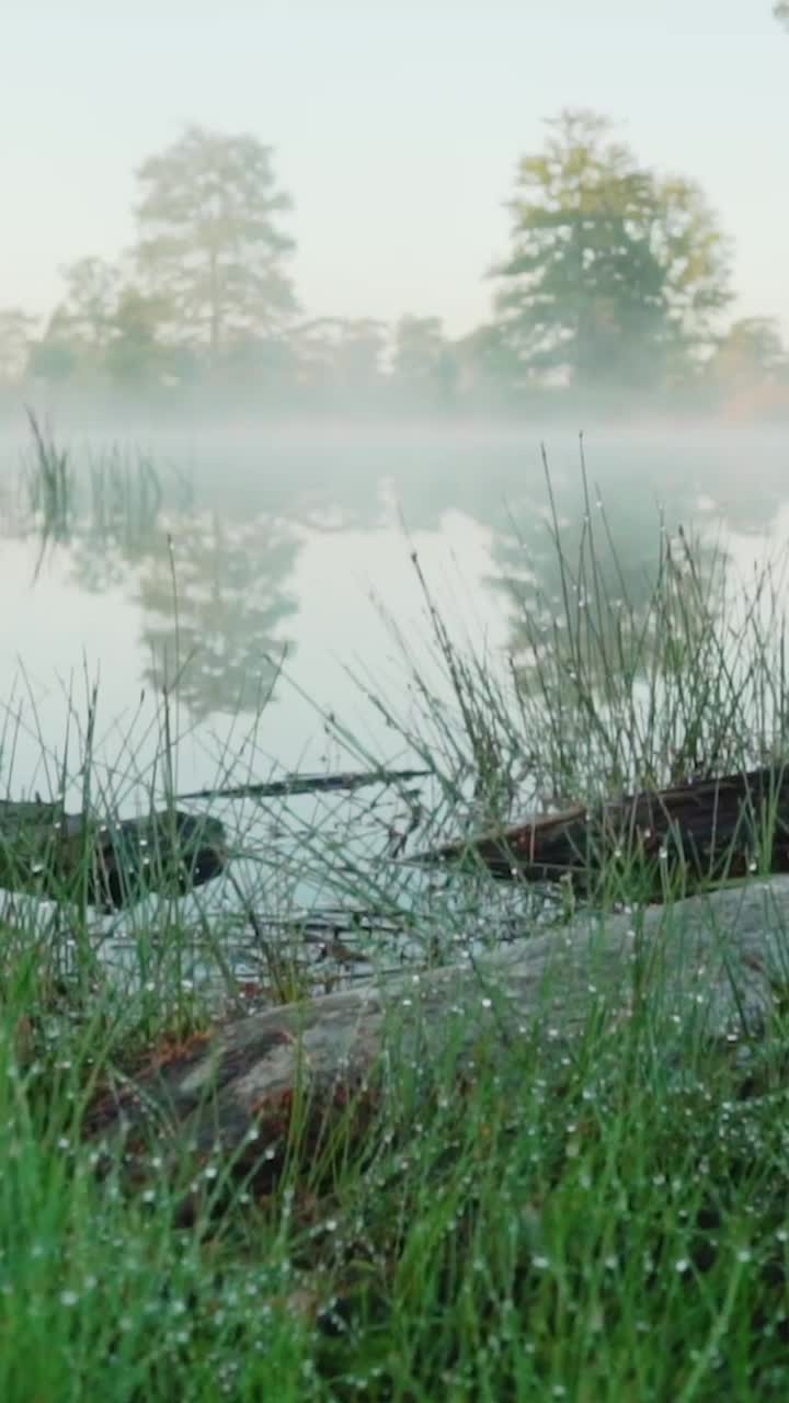 la escena del estanque de la mañana brumosa