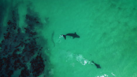 Ballenas-Nadando-En-Aguas-Poco-Profundas-Junto-Al-Bosque-De-Algas-Marinas,-Fondo-Arenoso,-Elevador-De-Drones