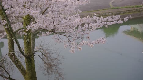 sakura florece sobre el río en japón durante la primavera