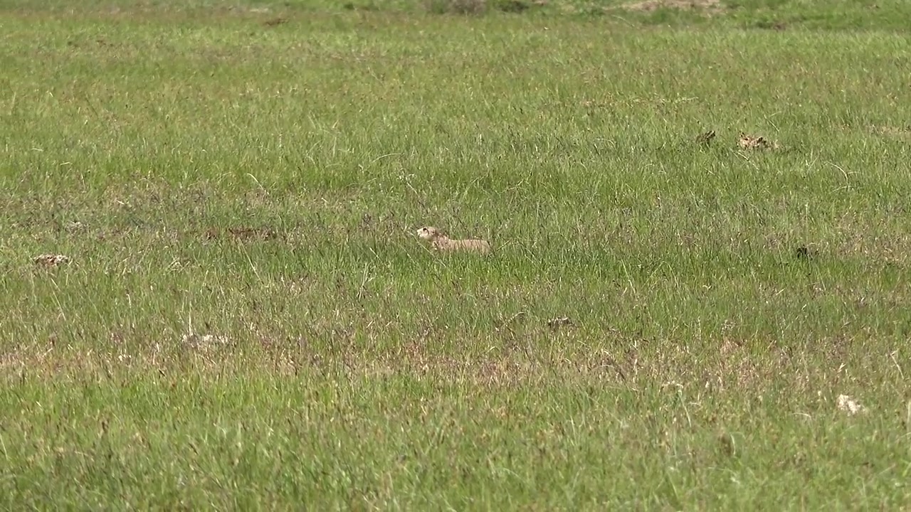Prairie Dog Standing and Looking Around in a Grassy Field