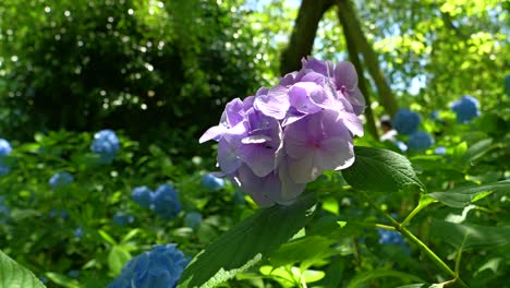 primer plano cinematográfico de la hermosa hortensia ajisai en japón