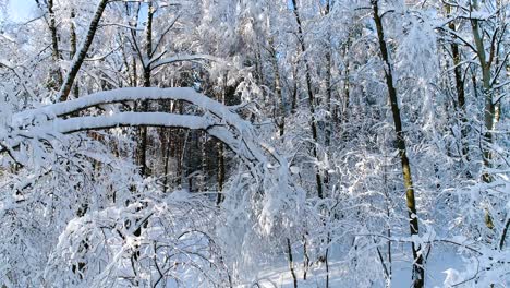 Ramas-Nevadas-En-El-Bosque.-Fondo-De-Hadas-De-Invierno