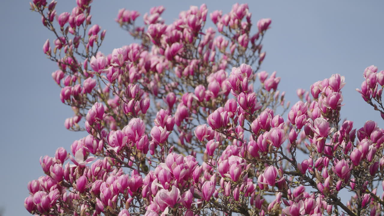 las flores de un árbol de magnolia en primavera