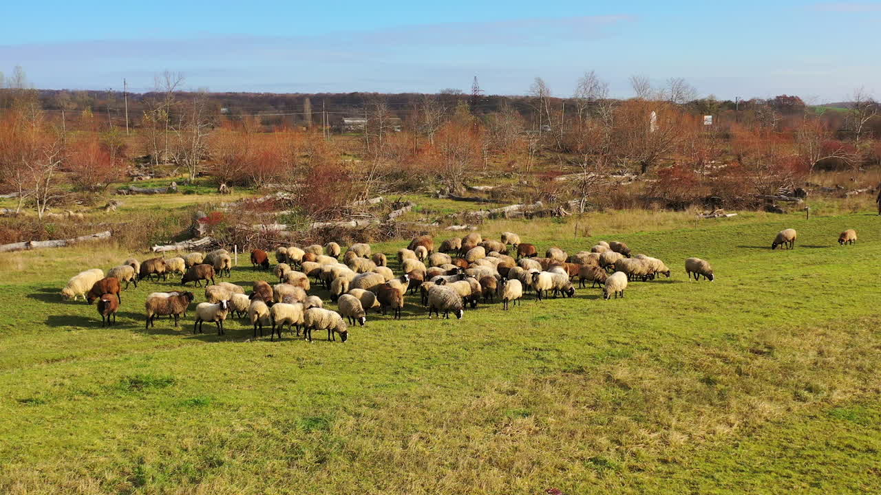 Grazing sheep in nature. Herd of domestic animals eating grass in the rural place. Group of sheep on pasture at sunny daytime. Livestock agriculture.