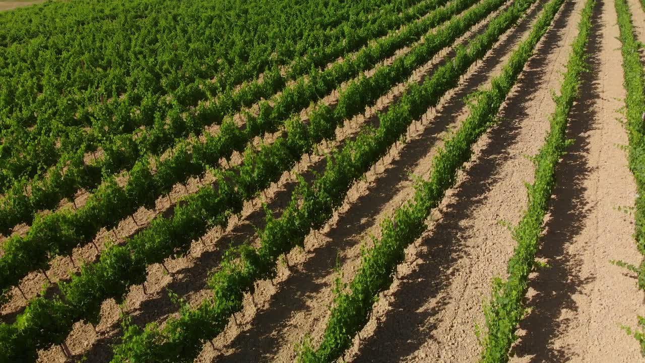 vuelo aéreo sobre vides en viñedos en el valle de orcia en toscana italia