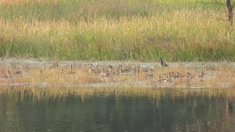 Whistling-ducks-in-pond-area-.water-