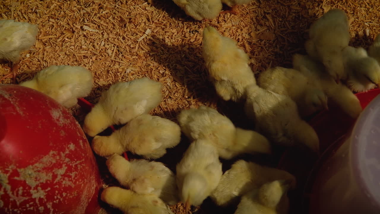 Fluffy yellow chicks eating together at red feeders in chicken coop