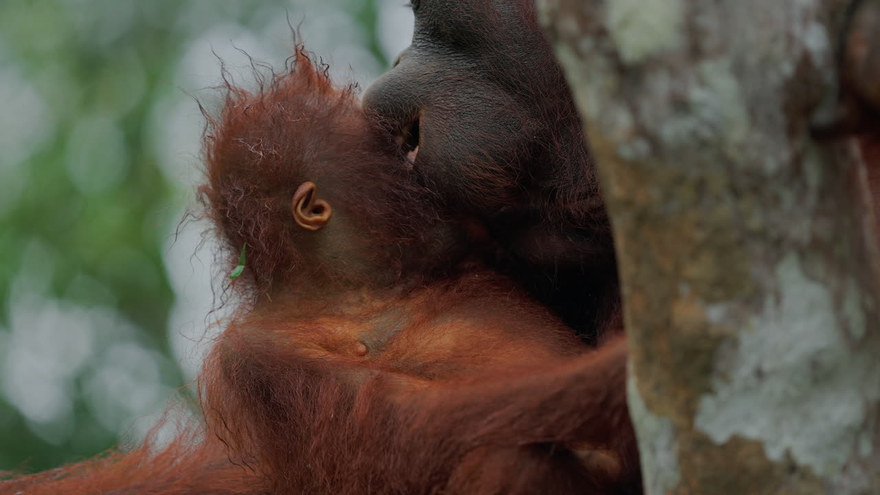 Orangutan Mother and Baby in the Rainforest