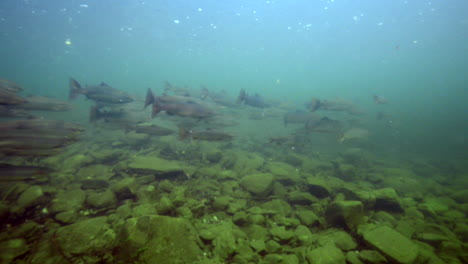 Lachs-Unter-Wasser-Während-Eines-Tauchgangs-In-Einem-Fluss